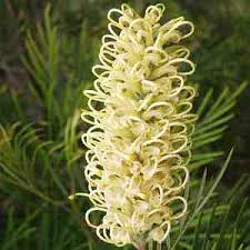 Image result for Grevillea