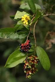 Image result for Campylospermum