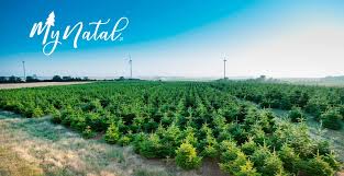 Este natal opte por uma Árvore de Natal natural - Revista Jardins