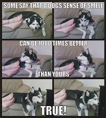 A Dog S Sense Of Smell Funny Animal Memes Funny Animal Jokes Funny Animal Pictures