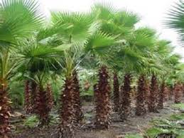 Growing washingtonia robusta mexican fan palm from seed to three years old time lapse photos and video. 5 Mexican Fan Palm Seeds 1086 Etsy In 2020 Palm Tree Pictures Mexican Fan Palm Washingtonia Palm