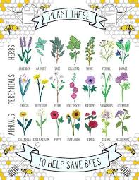 Saving The Bees Photo Audrey Kitching S Photos Sifali Bitki Bahcesi Uzun Yasayan Bitkiler Bitki