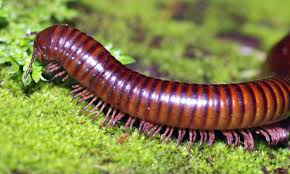 Millipedes have also inspired and played roles in scientific research. The Millipede Robin Hood Of The Forest Floor Learnenglish Teens British Council