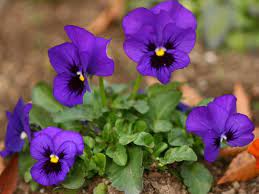 7 Flower Meaning Of A Pansy With An Effect Of Healing