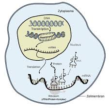 Proteins are made up of hundreds or thousands of smaller units called amino acids, which are attached to one another in long chains. How Gene Expression Proteins Control Inherited Traits Study Com