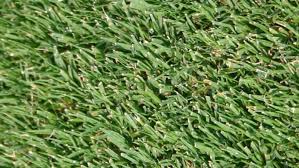 Make sure your soil doesn't have any rocks, scattered. Bermuda Grass Features Planting And Care