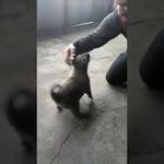 Kangal Uretim Ciftligi Adli Kullanicinin Satilik Kangal Https Www Kangalyavrusu Net Panosundaki Pin Kangal Kopegi Kopek