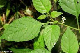 Image result for Solanum sp. A