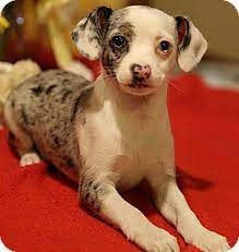 Quickly find the best offers for puppies for sale rescue dogs on newsnow classifieds. Newtown Ct Chinese Crested Rat Terrier Mix Meet Magick A Puppy For Adoption Rat Terrier Mix Puppy Adoption Chinese Crested