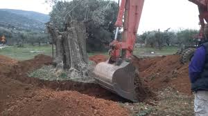 If your outdoor temperatures do not support these requirements. Greece Relocating Old Olive Trees 1 Digging The Tree Out After Pruning Youtube