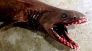 Macht trotzdem spaß, solche meldungen mal zu lesen. Australische Fischer Fangen Monster Fisch Aus Der Tiefsee