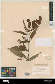 Image result for Trichocladus ellipticus