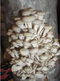 How to grow mushrooms in florida. Pdf Cultivation Of Florida Oyster Mushroom On Various Types Of Substrate Semantic Scholar