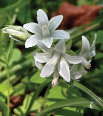 We did not find results for: Nodding Star Of Bethlehem Ornithogalum Nutans And Sleepydick Ornithogalum Umbellatum