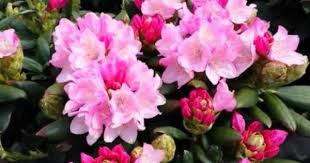 Rhododendron Kalinka From Garden Splendor Is A Marvelous Dwarf Growing Rhododendron Watch As I Look At Plants Growin Garden Shrubs Amazing Gardens Plants