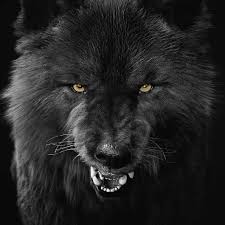 Wolf On Instagram Douple Tap If You Like Wolves For More Wolf Content Please Kindly Follow Us Wolf Passions Wol In 2020 Wolf Dog Wolf Love Wolf Spirit