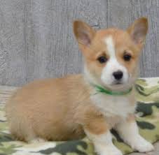 We decide to make the vlog to. Corgi Puppies For Sale Hampton Va Corgi Adorable Corgi Puppies For Sale Near Me Facebook