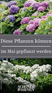 Kräuter pflanzen, wann ist der beste zeitpunkt dafür? Ab Mit Den Pflanzen Ins Beet Den Topf Oder Den Kubel Pflanzen Mai Auspflanzen Garten Gartnern Pflanzkubel Ku Pflanzen Garten Bepflanzen Mais Pflanzen
