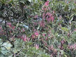 Image result for Tapinanthus dependens