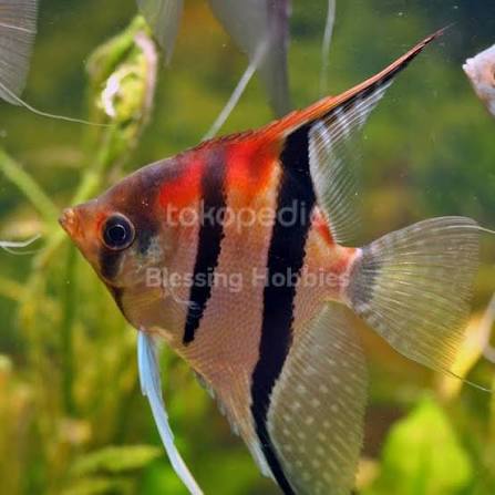 Jual Ikan Manfish Redback Manacapuru - Kab. Bogor - Blessing Hobbies |  Tokopedia