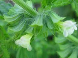 Image result for Melissa officinalis