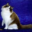 Ragdoll Kitten Seal Bicolour