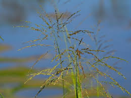 Image result for Panicum maximum