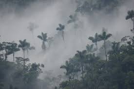 Resultado de imagen para bosque nublados