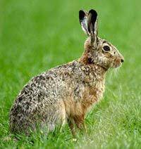 How can their life expectancy be increased? Living In Harmony With Wild Rabbits Peta