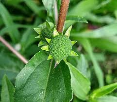Image result for Eclipta prostrata