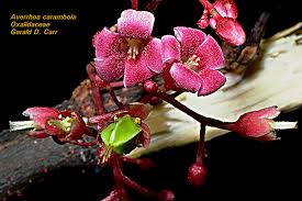 Image result for Oxalidaceae