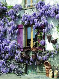 Wisteria Burgundy France Wisteria Wonderful Places Beautiful Places
