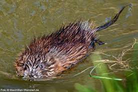 Begegnung Mit Der Nutria Heute Nachmittag Am Sarchinger Weiher Gleich Nebenan Eine Nutria Beobachtet Schonheit Ist Sie Instagram Photo And Video Photo