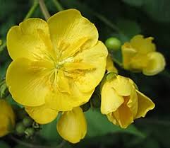 Image result for Melhania forbesii