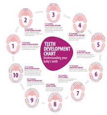 Teeth Development Chart Pure Beginnings