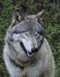 Pin By Gabriela Pink On Wolves Funny Wolf Laughing Animals Wolf Pictures Make laughing wolf memes or upload your own images to make custom memes.
