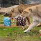 Christmas with the Animals - Lions Tigers & Bears The San Diego Animal Sanctuary®, 24402 Martin Way Event Image