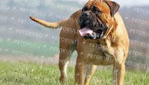 Dunyada En Fazla Aranan Kopek Irki Mastiff Ozellikleri Ve Karakteri Kopek Turleri
