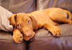 Vizsla Puppies for Sale from Reputable Dog Breeders
