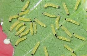 Check spelling or type a new query. Milkweed Tussock Moth Early Instar Larvae Euchaetes Egle Bugguide Net