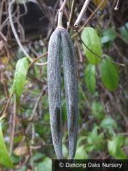 Image result for Periploca