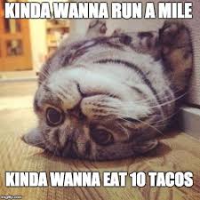 Pin On Cats