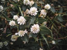 Image result for Alternanthera caracasana