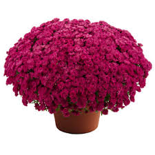 Centro bianco di colore giallo del fiore della dalia isolato. Prime Vista Bellfarm Echinacea Semi Di Fiori Bianchi Perenni 200 Semi Confezione Professionale Grandi Fioriture Con Centro Giallo Coneflower Fiori Savonnerie Plaisant Giardino E Giardinaggio