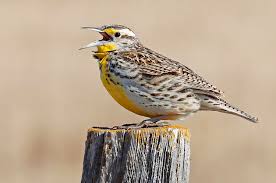 Image result for Yellow 1990 South Dakota State of