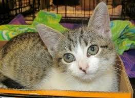 Sasha has a brother cat named charlie, it would be great, but not absolutely necessary to adopt them both together. Adopt Starfish On Petfinder Cat Adoption Cats Cat Fur