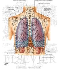 This chapter describes the gross and radiologic anatomy of the lungs. Atlas Of Human Anatomy 2nd Edition
