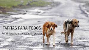 El juego consiste en embocar la mayor cantidad de pelotitas (o objetos que elegiste y tengas en tu hogar) en una caja a cierta distancia. Tapitas Para Todos Fotos Facebook