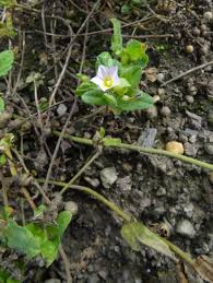 Image result for Ammocharis angolensis