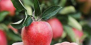 Maybe you would like to learn more about one of these? Cara Menanam Buah Apel Dari Bijinya Mau Coba Halaman All Kompas Com